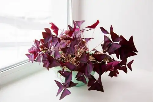 oxalis bulbs offsets close-up