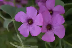 oxalis flower close-up stamens styles