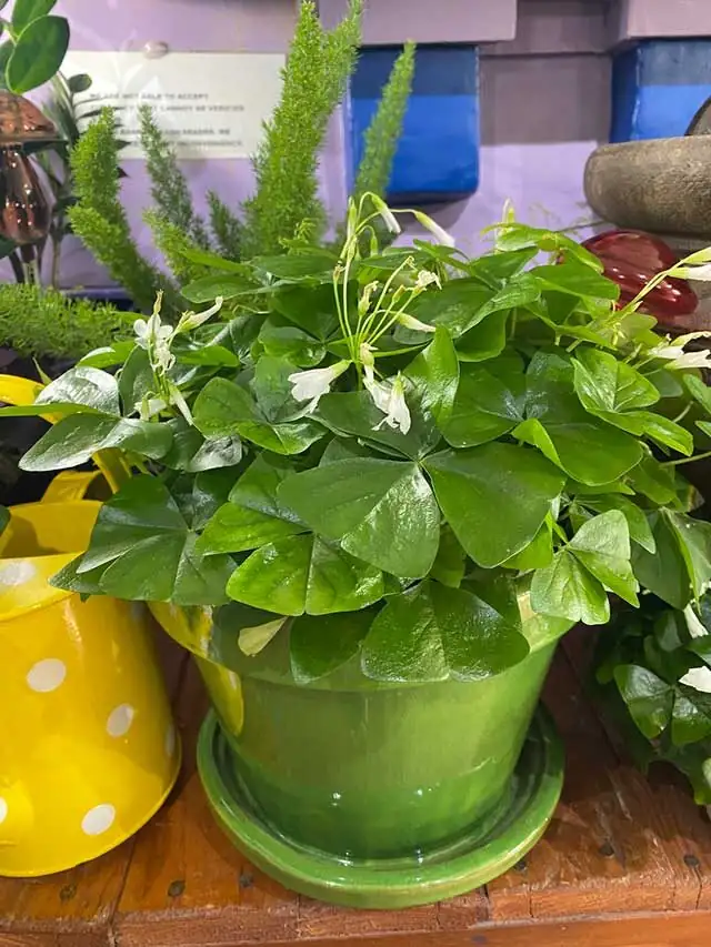 Lucky or Not? The Flower Language of Cape Shamrock—and Where It Comes From