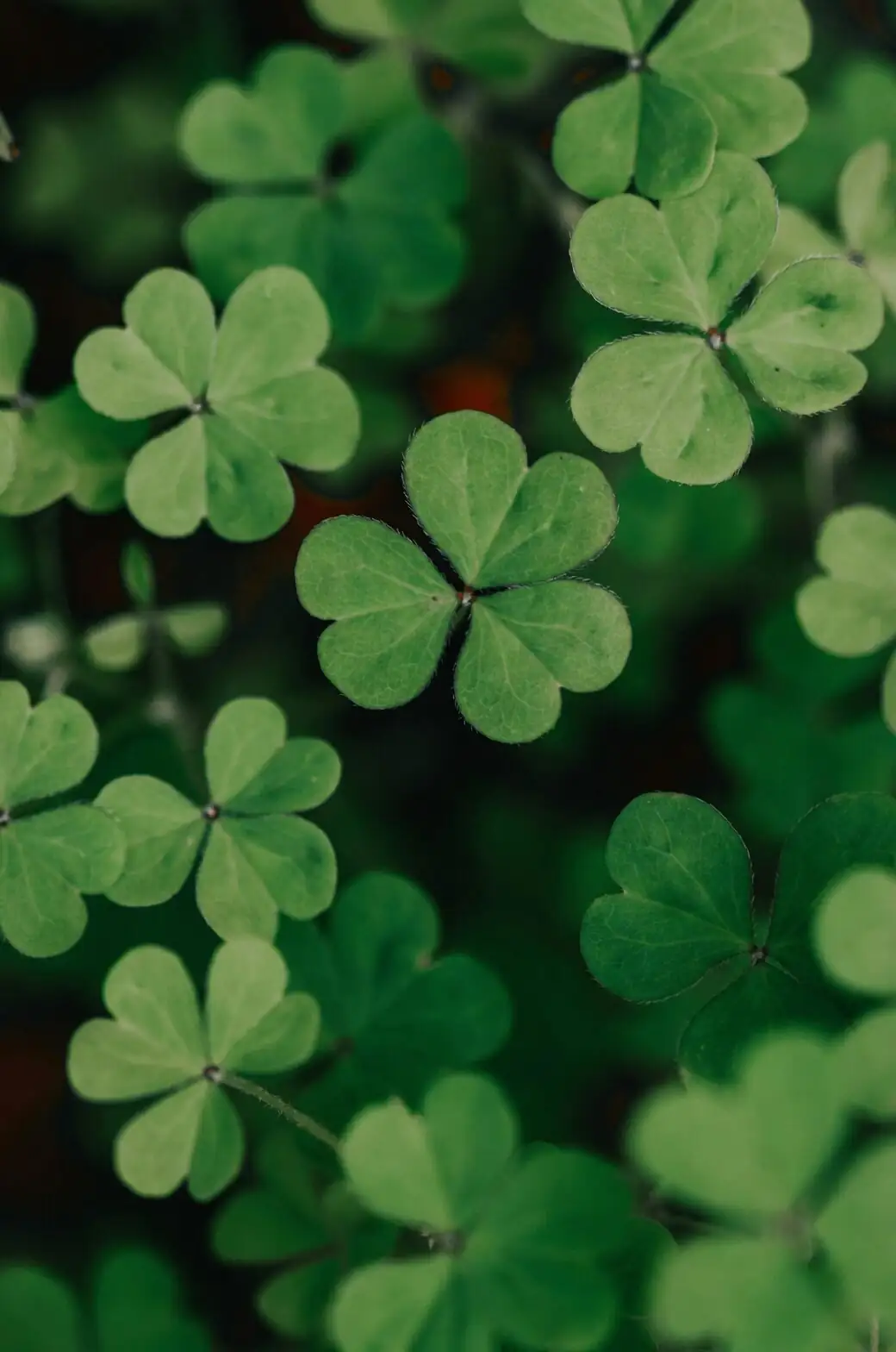 Cape shamrock leaf and flower close-up