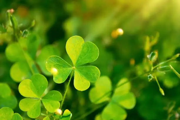 Cape shamrock vs clover leaves