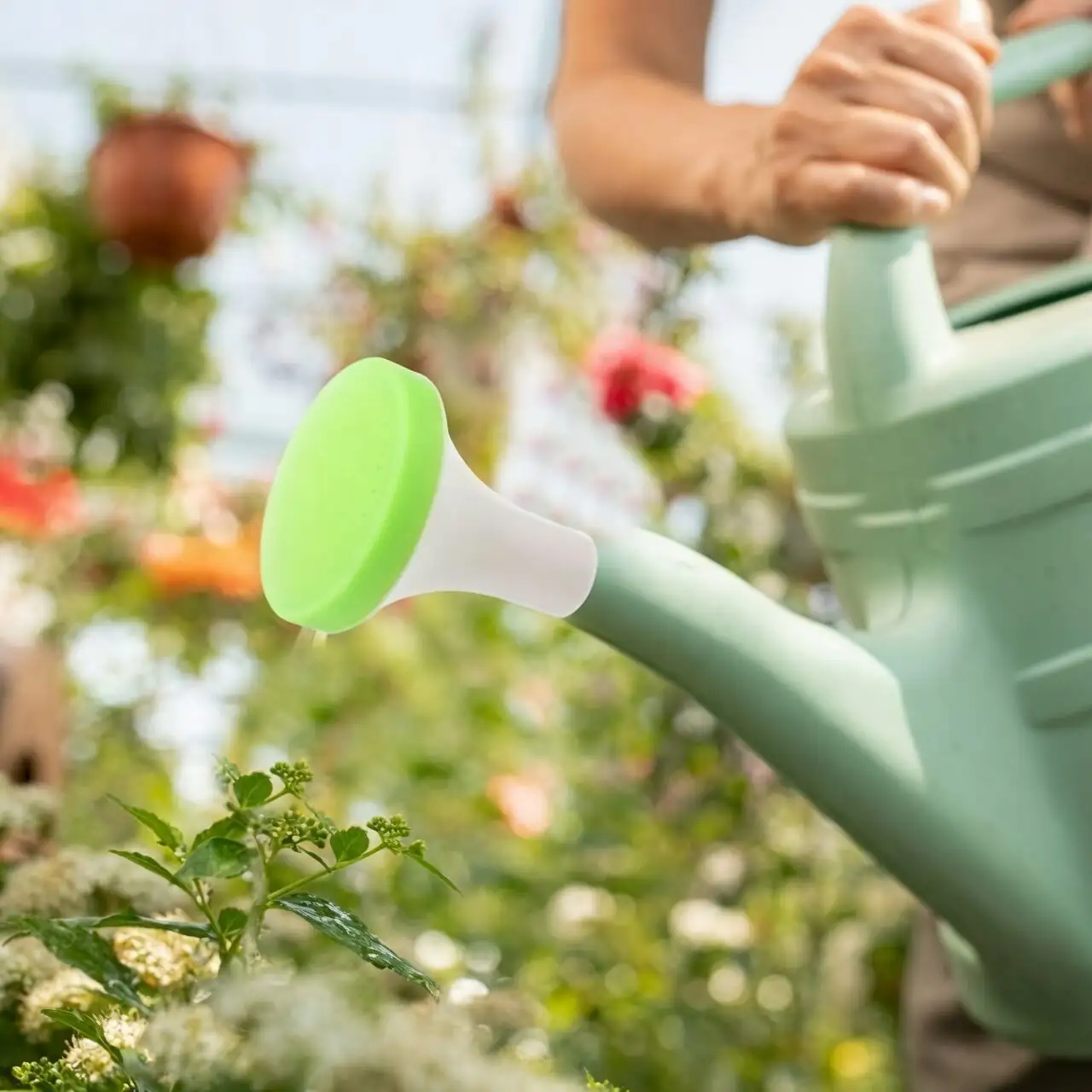 Cape shamrock watering can indoors