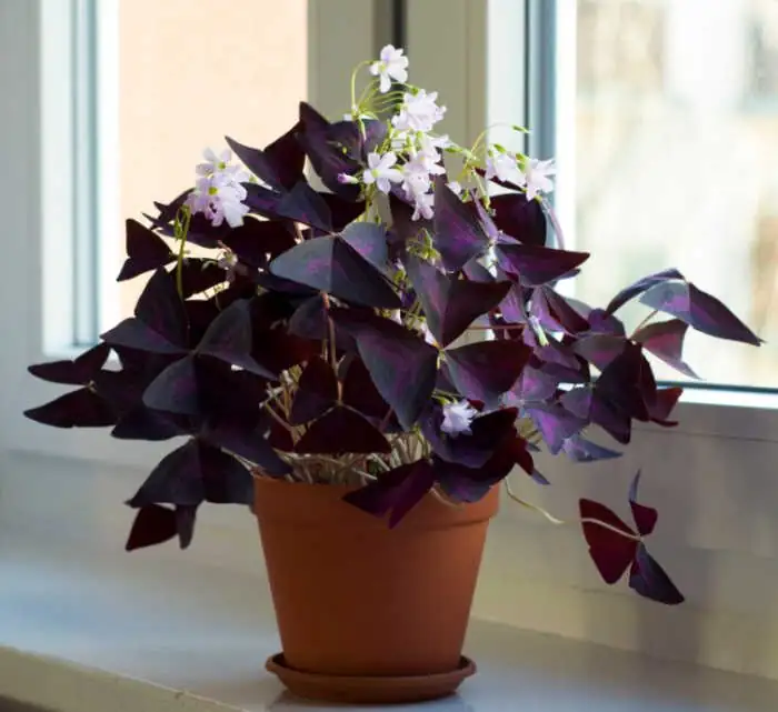 Sunbeam in a Teacup: Styling Buttercup Oxalis Indoors Without Letting It Run Wild