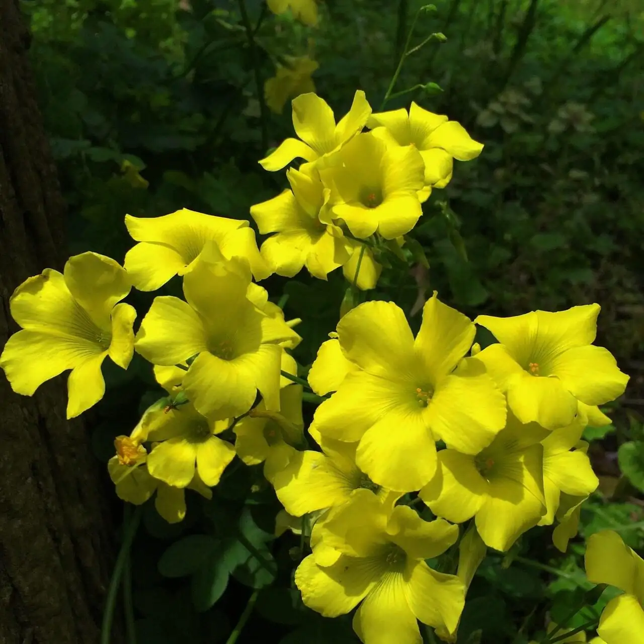 buttercup oxalis bulbs triangle spacing