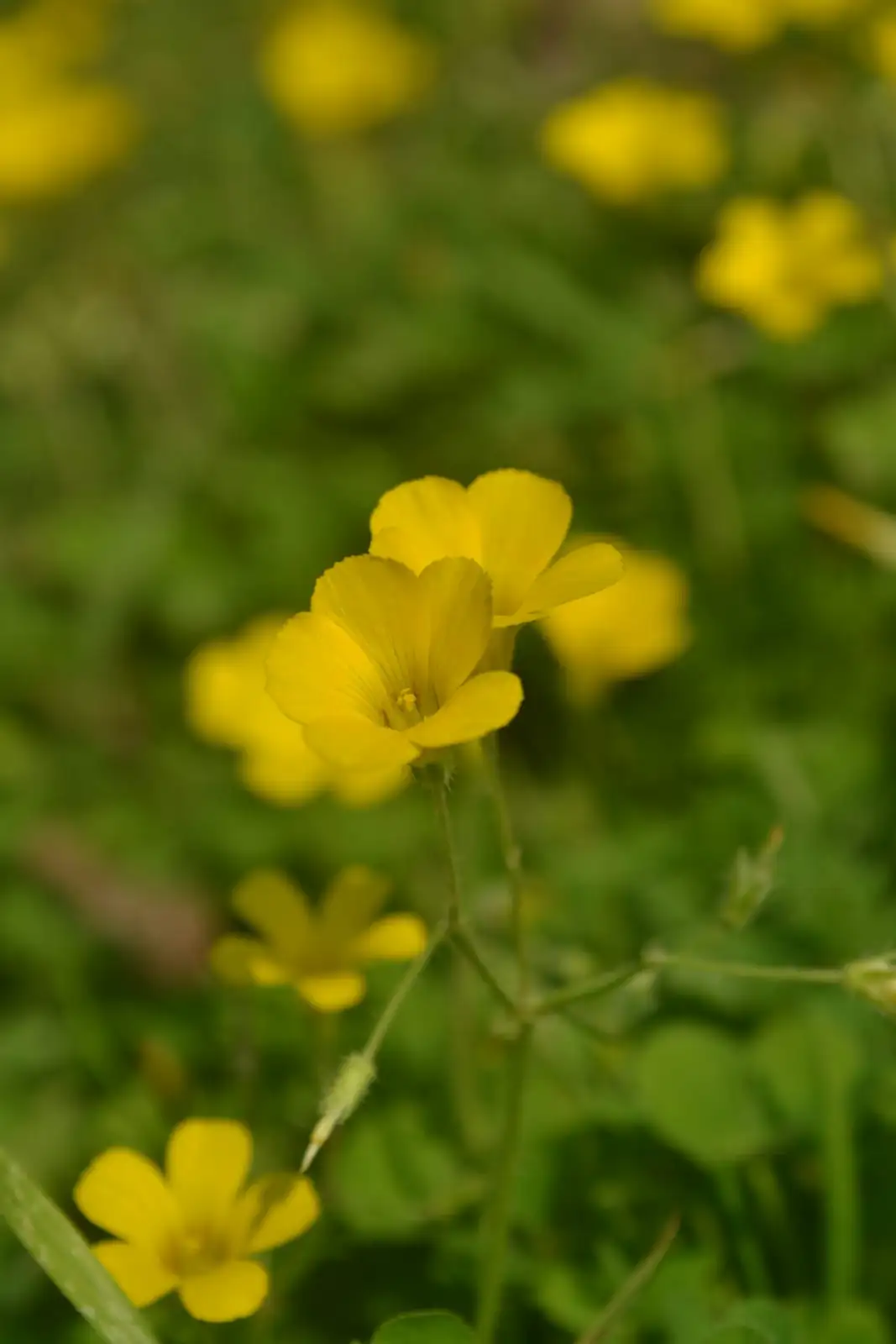 Propagation Sorcery: Turn One Oxalis Bulb into a Mini Meadow