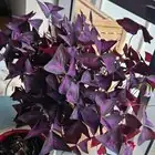 oxalis bulb offsets close-up