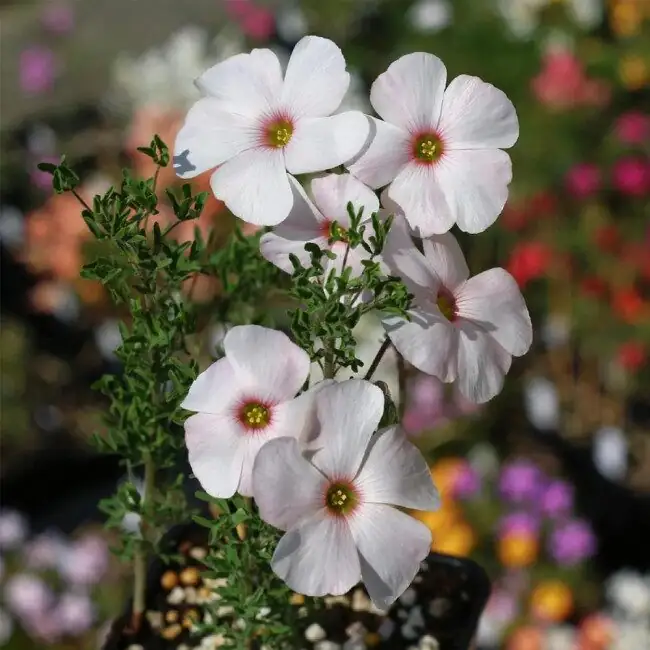 oxalis bulb eye cutting