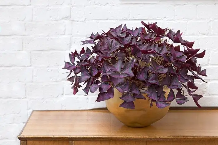 planting oxalis bulbs in pot