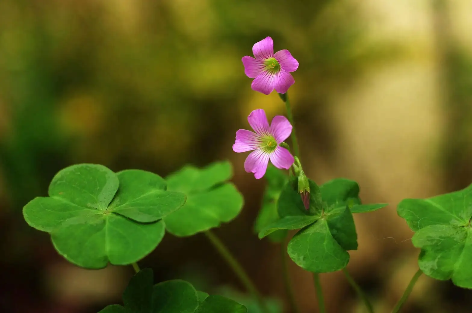 cape shamrock groundcover yellow flowers