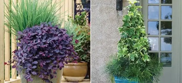 Golden Carpets, Not Garden Takeovers: Designing With Cape Shamrock Responsibly
