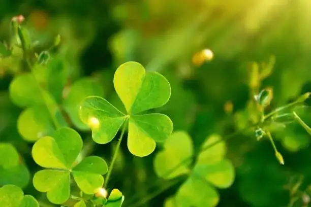 cape shamrock flowers close-up