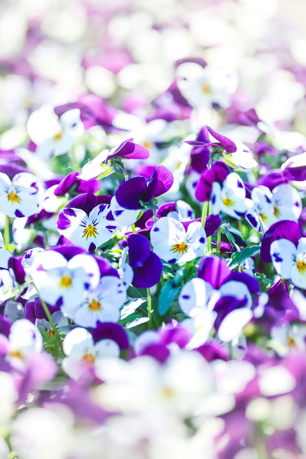 cape shamrock with purple pansies