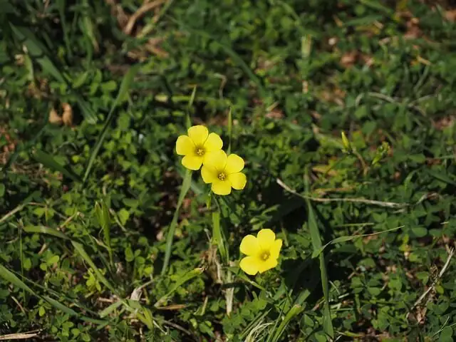 oxalis bulbs close-up in hand