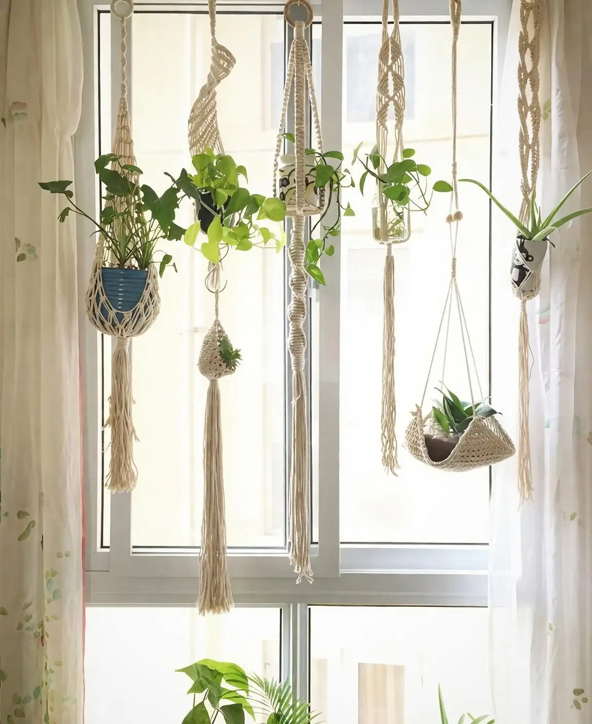 cape shamrock hanging planter window