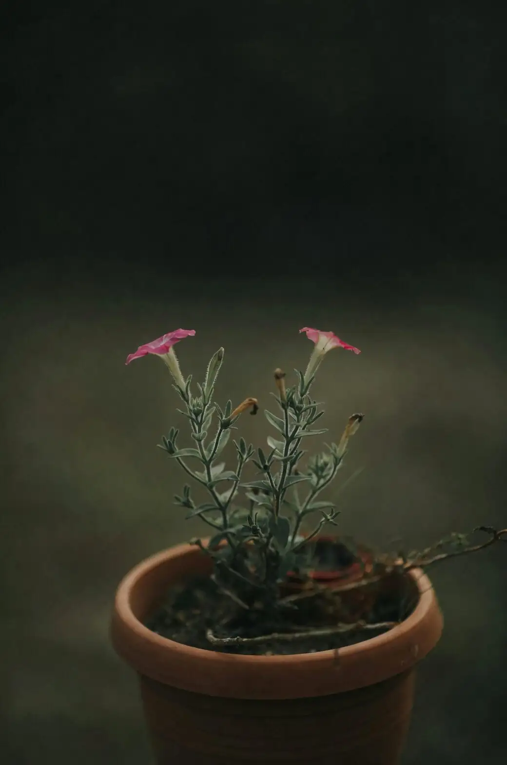 Contain It, Don’t Regret It: Smart Barriers and Potting Tactics for an Overachieving Oxalis