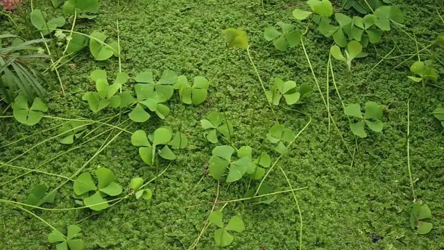 cape shamrock bulb planting depth