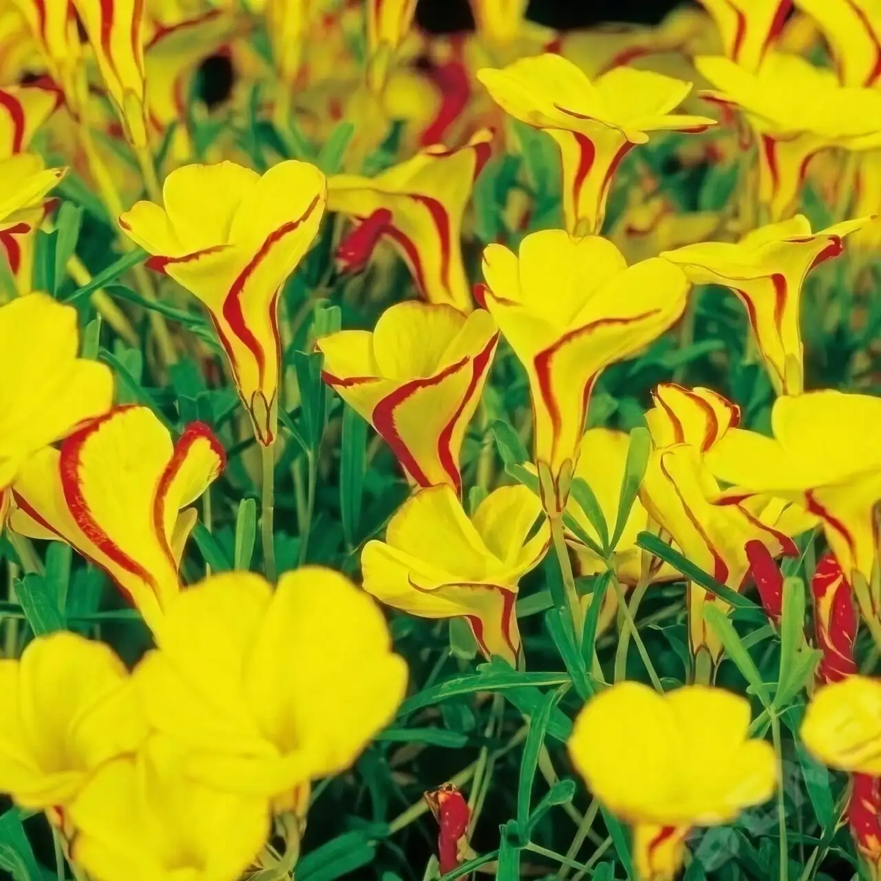 cape shamrock bulbs dividing tray
