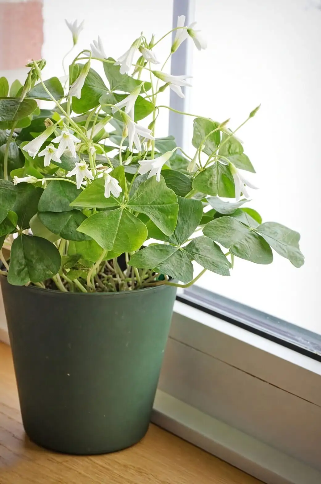 cape shamrock sunny windowsill indoor