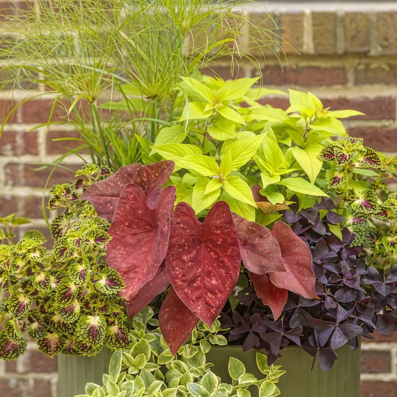 cape shamrock patio container sunlight