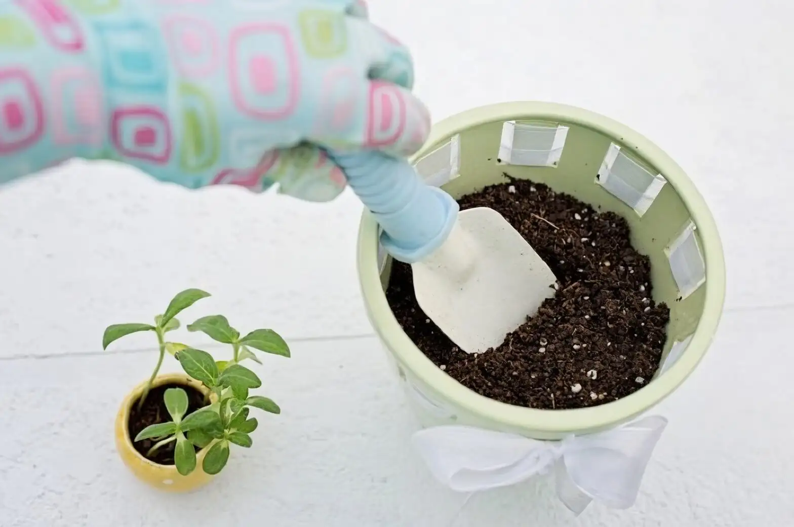 oxalis bulbs planting depth pot