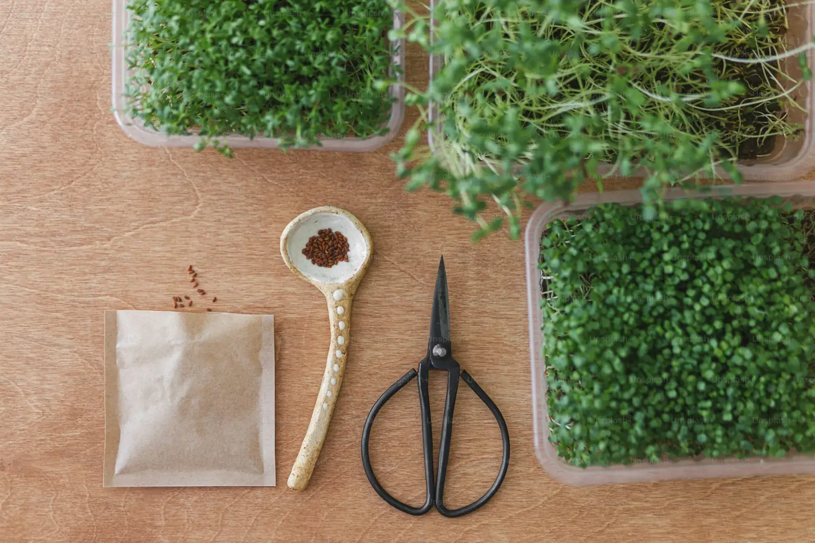 Microclimate Magic: Pairing Cape Shamrock with Cool-Season Companions for a Winter Wow