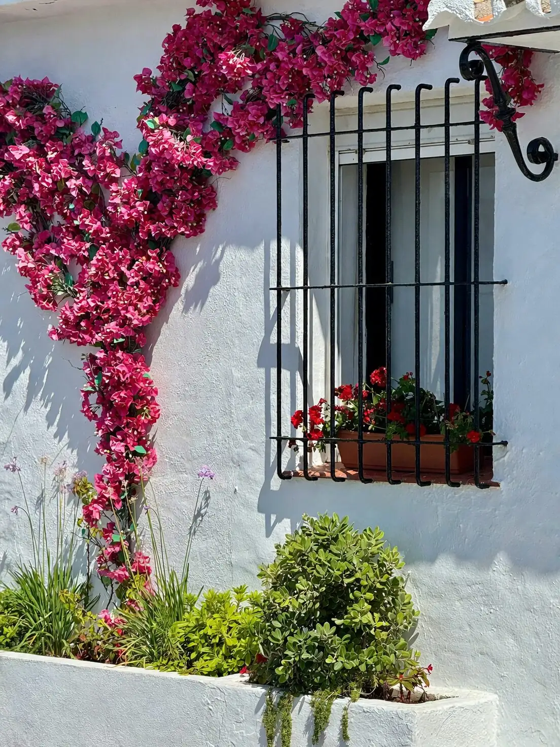 cape shamrock window box silver trailing