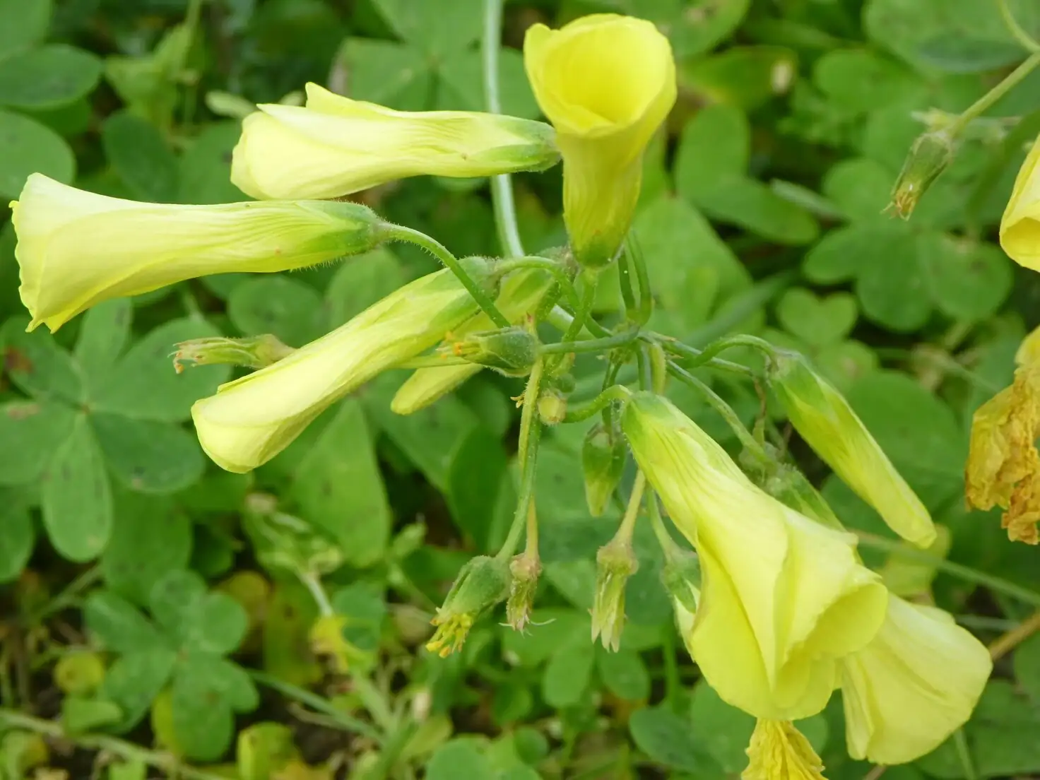 oxalis pes-caprae yellow flower cluster