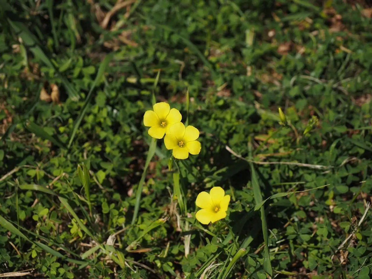 oxalis pes-caprae bulbils rhizome close-up