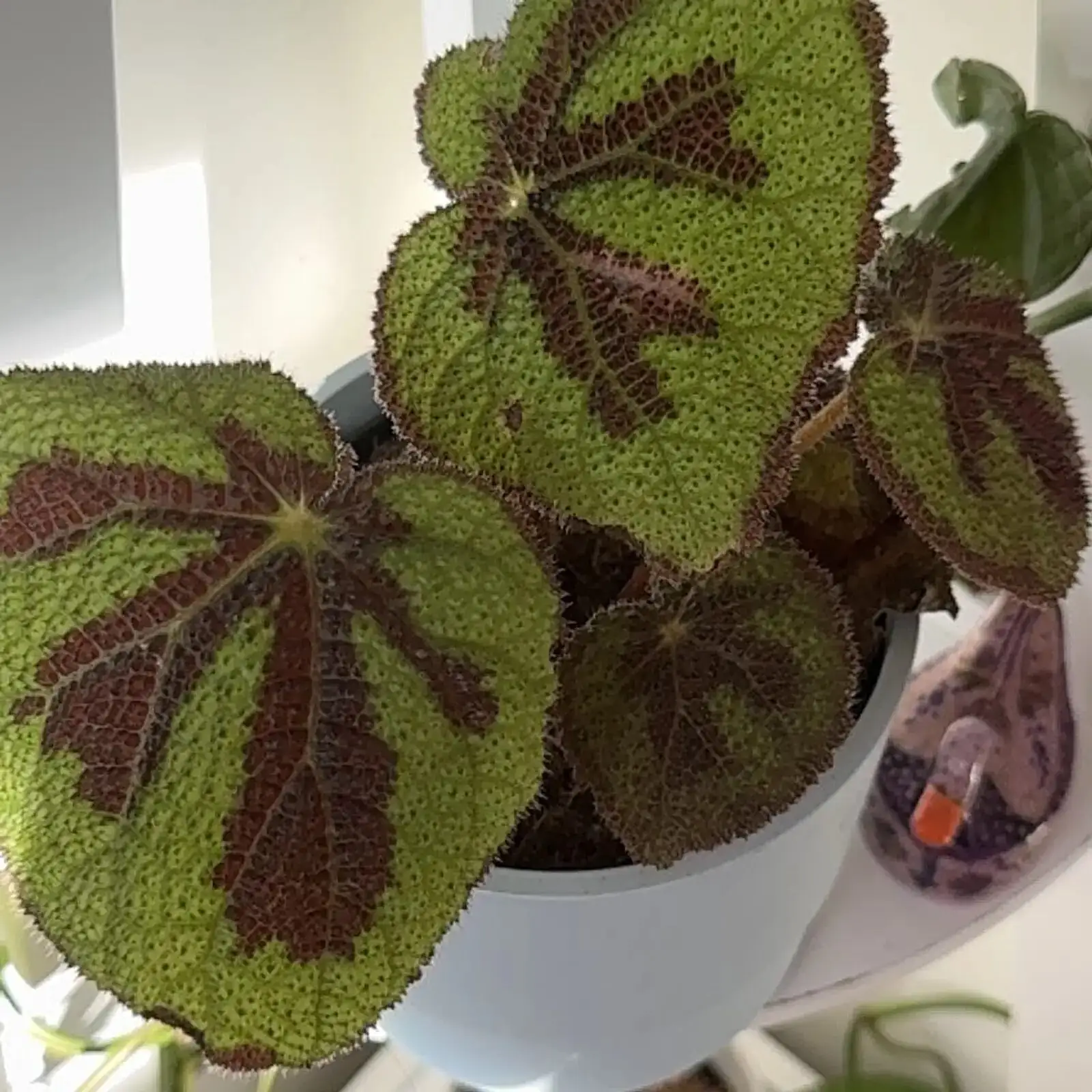 iron cross begonia humidifier