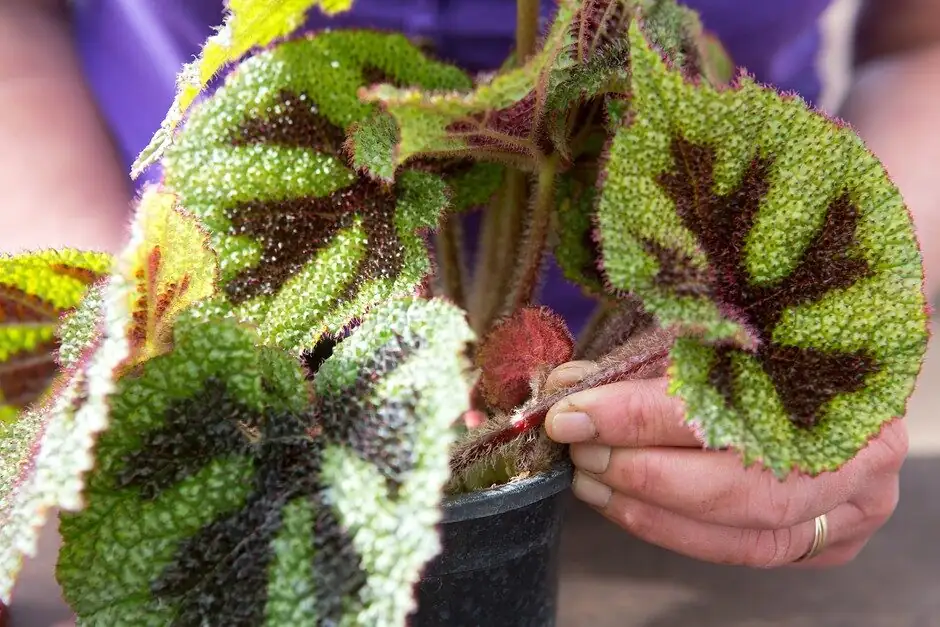 iron cross begonia leaf cuttings