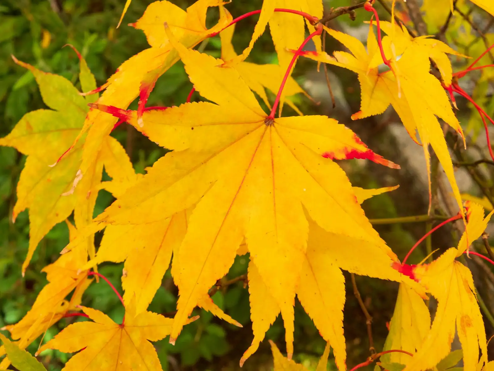 Iron Cross begonia yellow leaf close-up