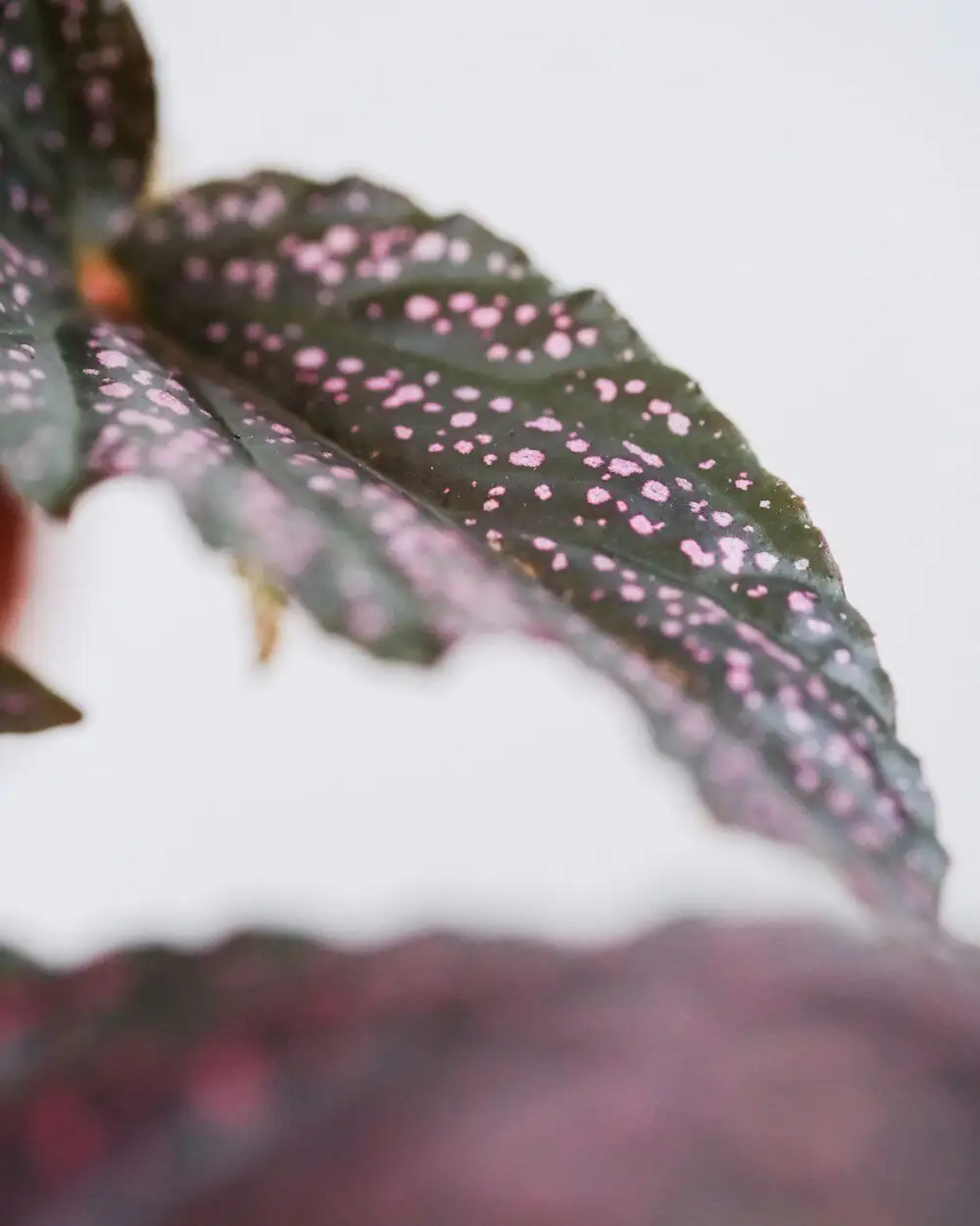 Iron Cross begonia leaf scorch edges