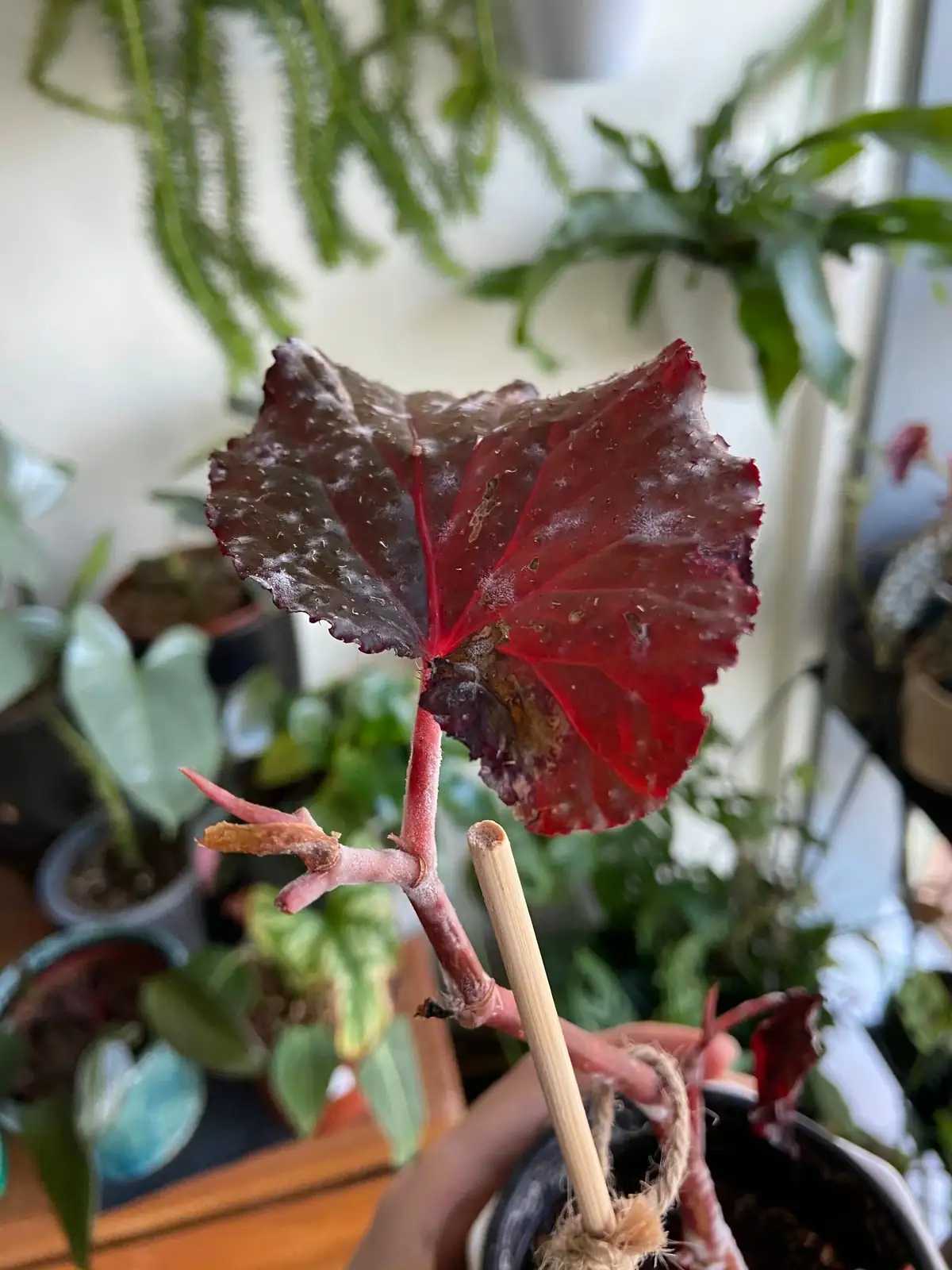 iron cross begonia powdery mildew leaf