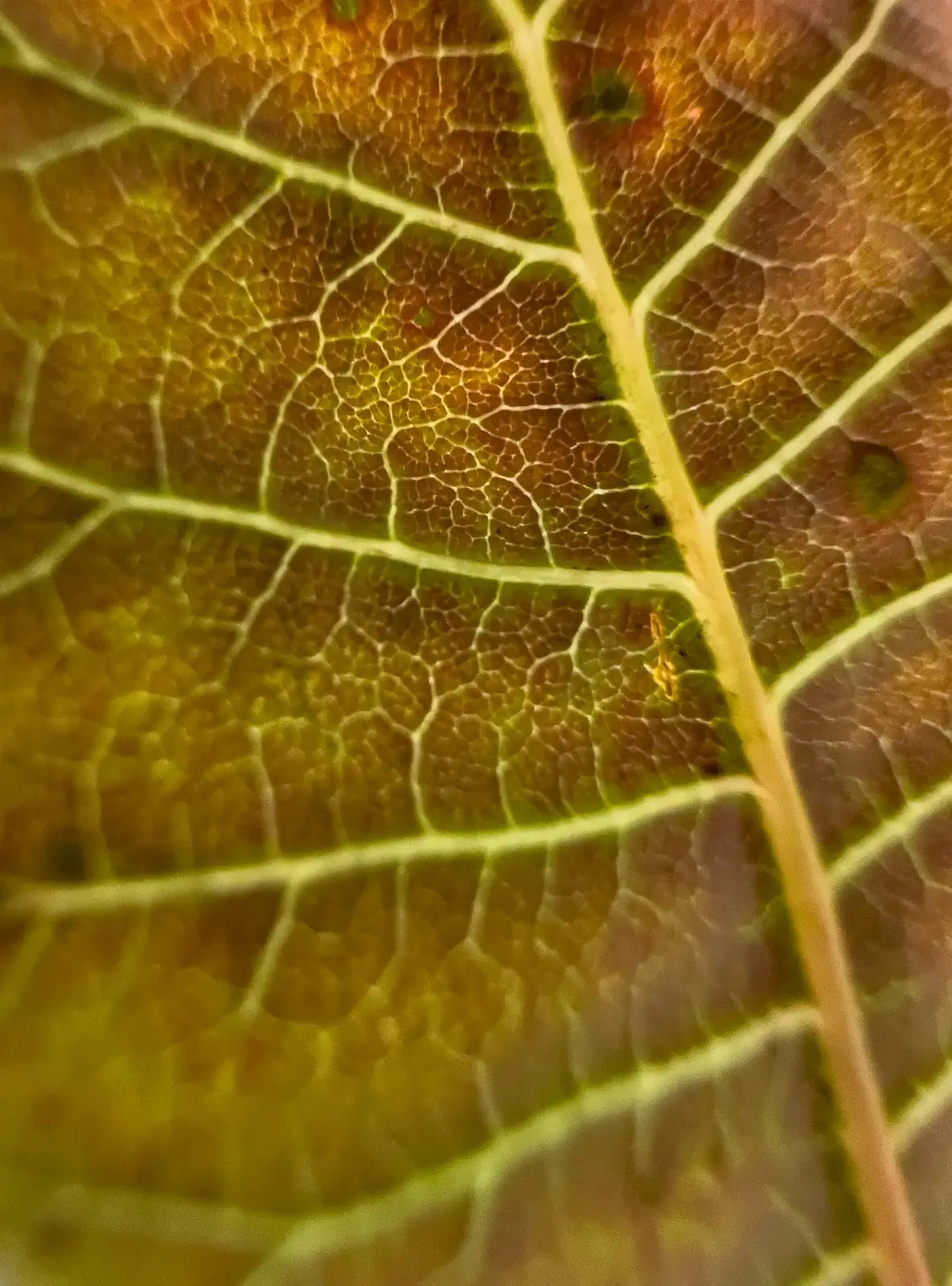 iron cross begonia leaf spot close-up