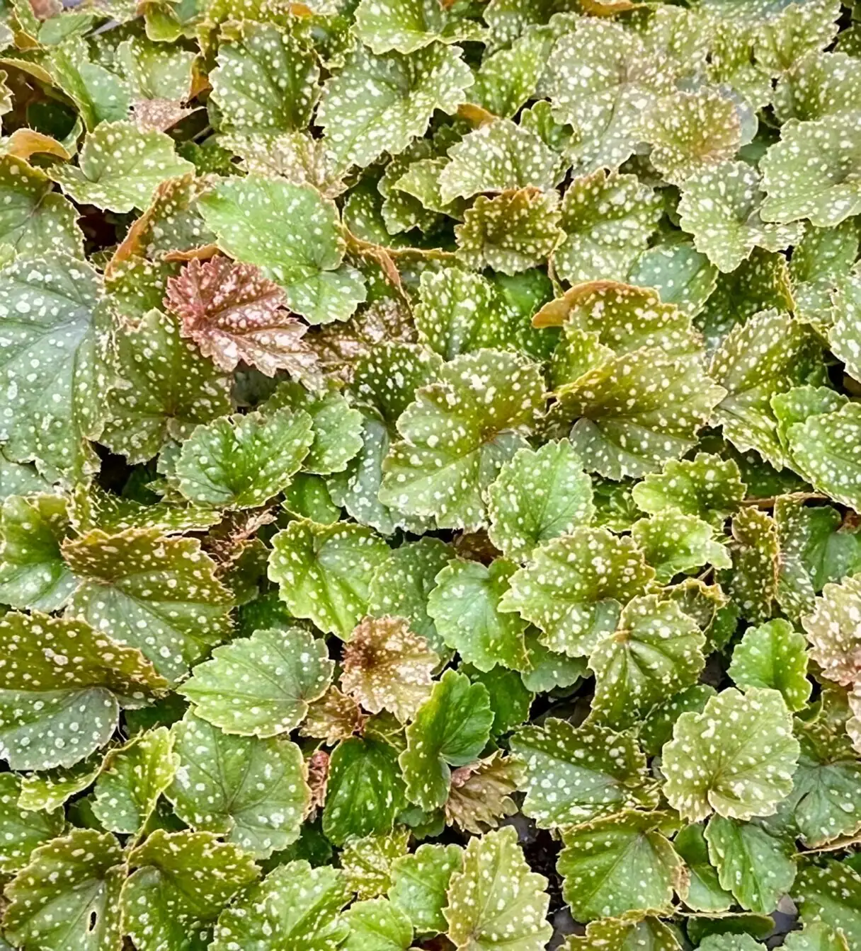 begonia masoniana forest understory habitat