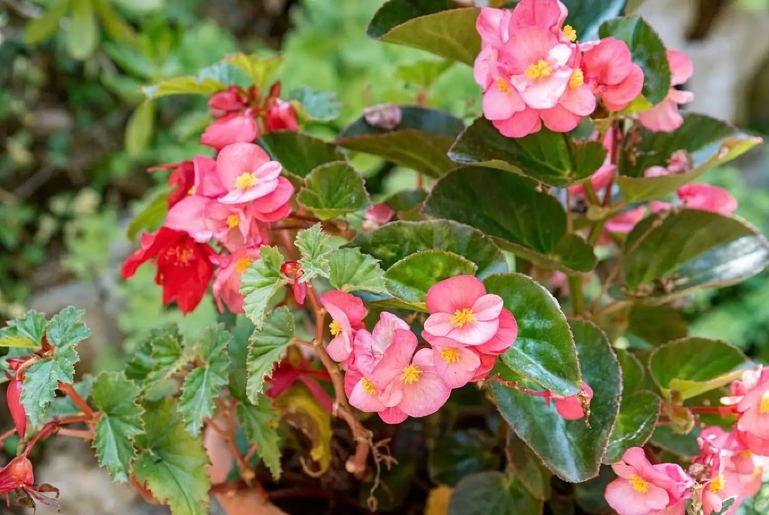 begonia masoniana shade garden groundcover