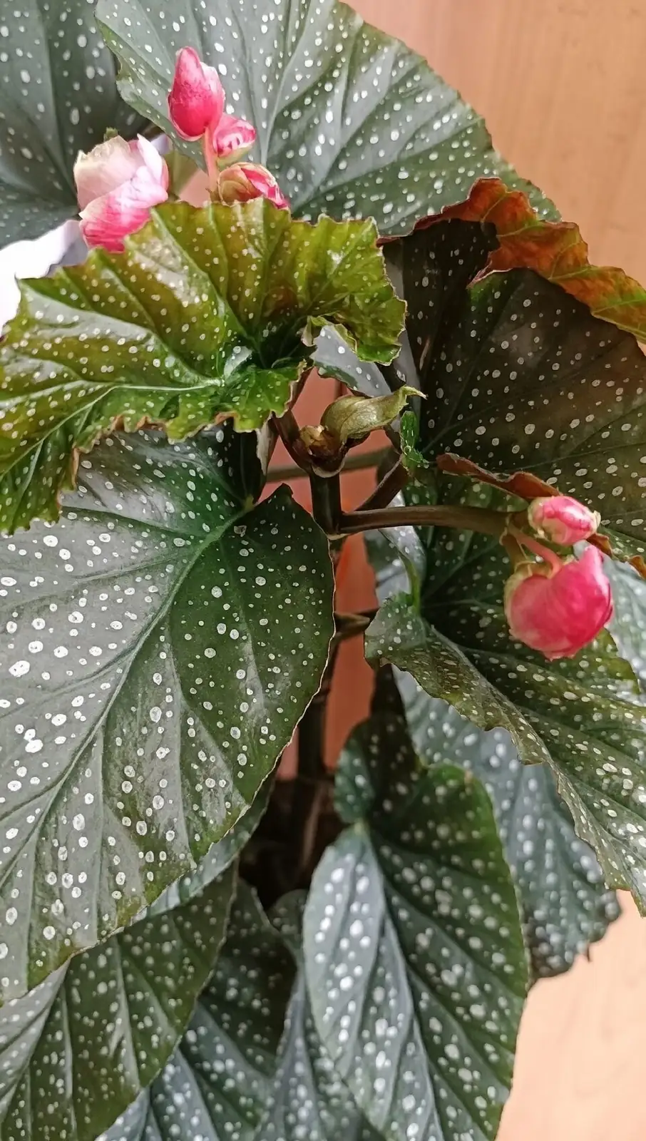 begonia masoniana leaf cuttings propagation