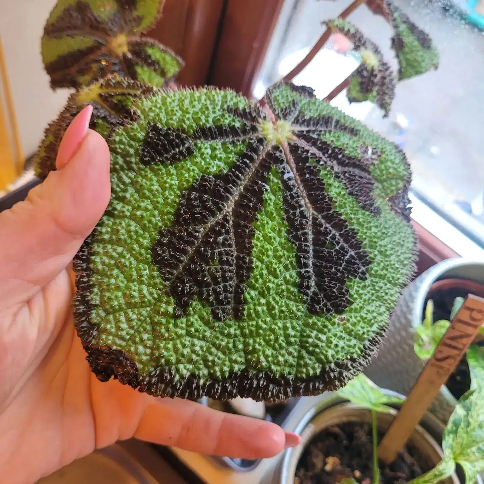 Why the ‘Iron Cross’ Appears: Shade Tricks, Pigments, and Other Leaf Quirks