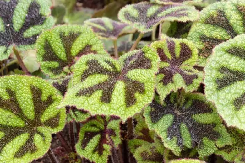 Begonia masoniana groundcover dappled shade