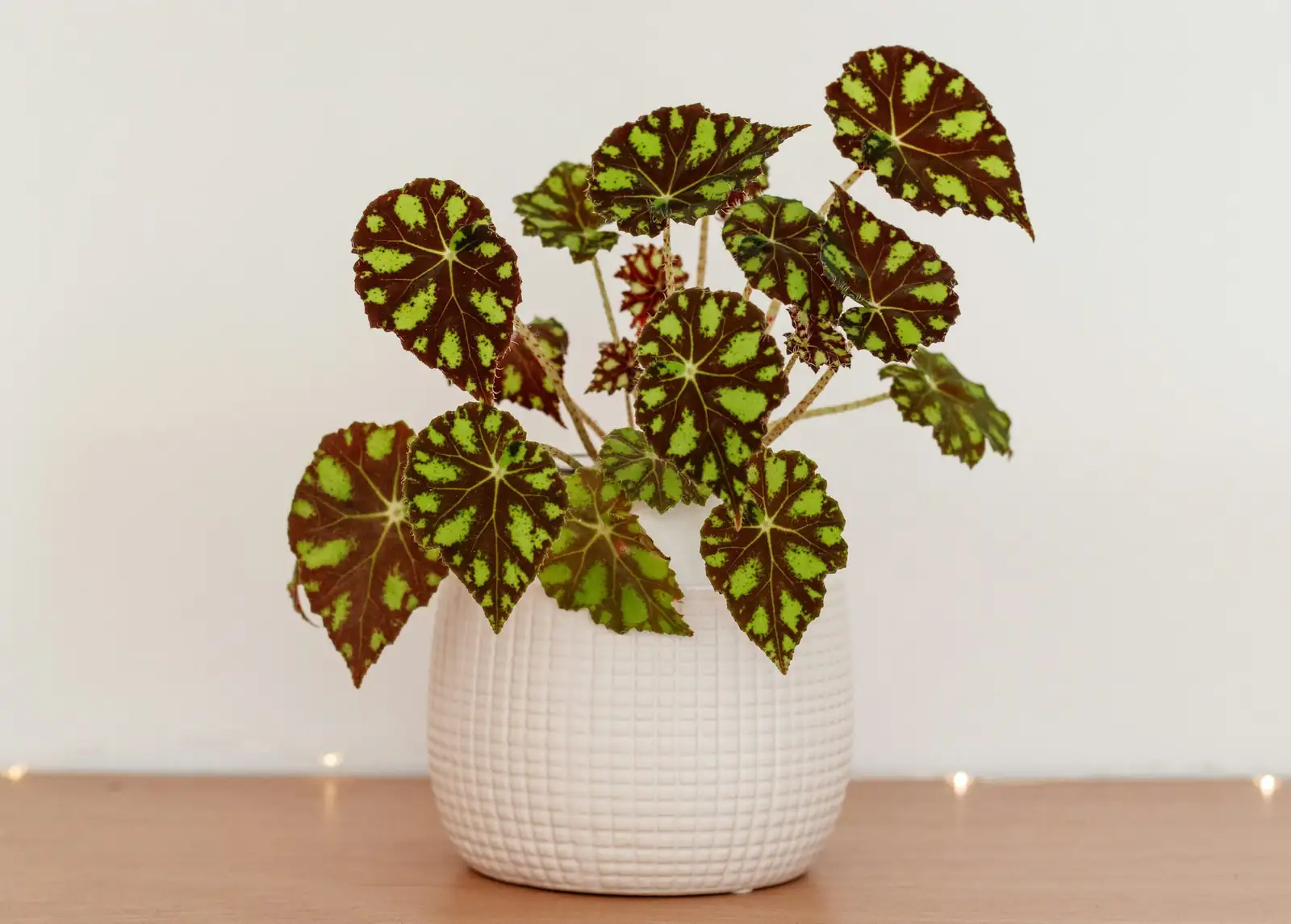 Begonia masoniana leaf cuttings tray