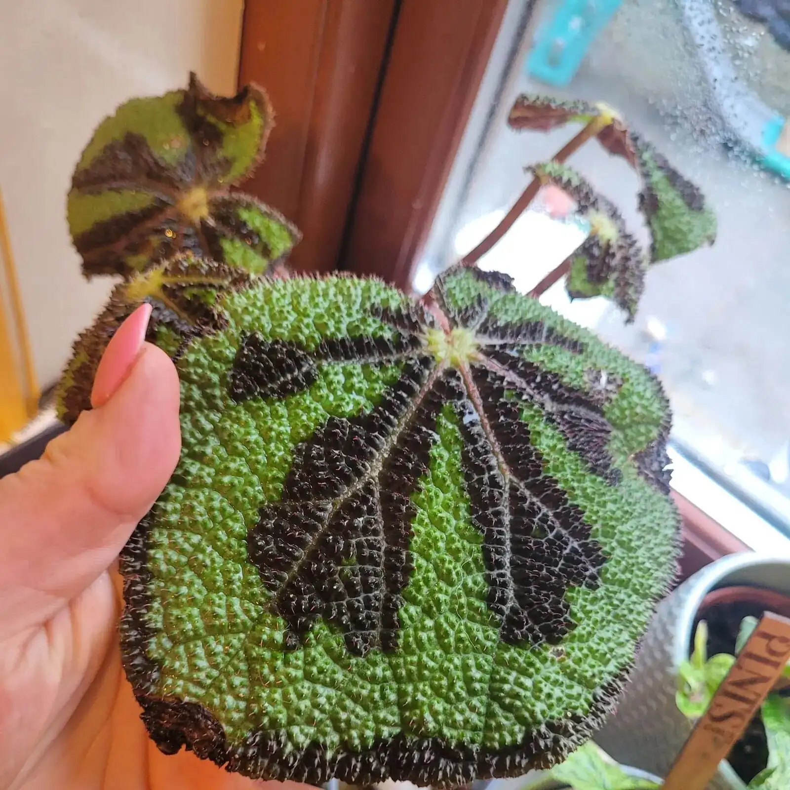 From Floriography to Feng Shui: What the Iron Cross Begonia Means Today