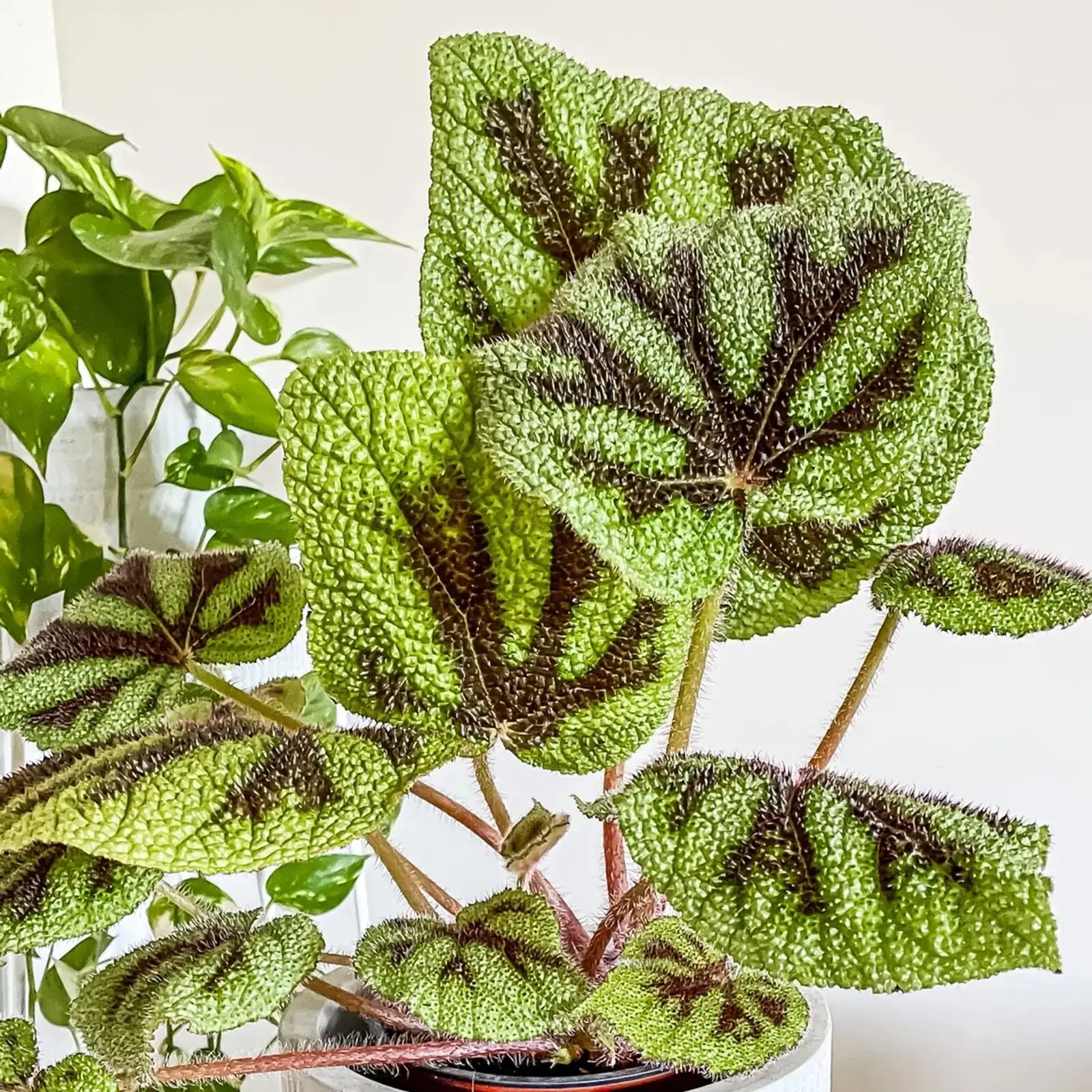 Iron Cross Begonia pebble tray