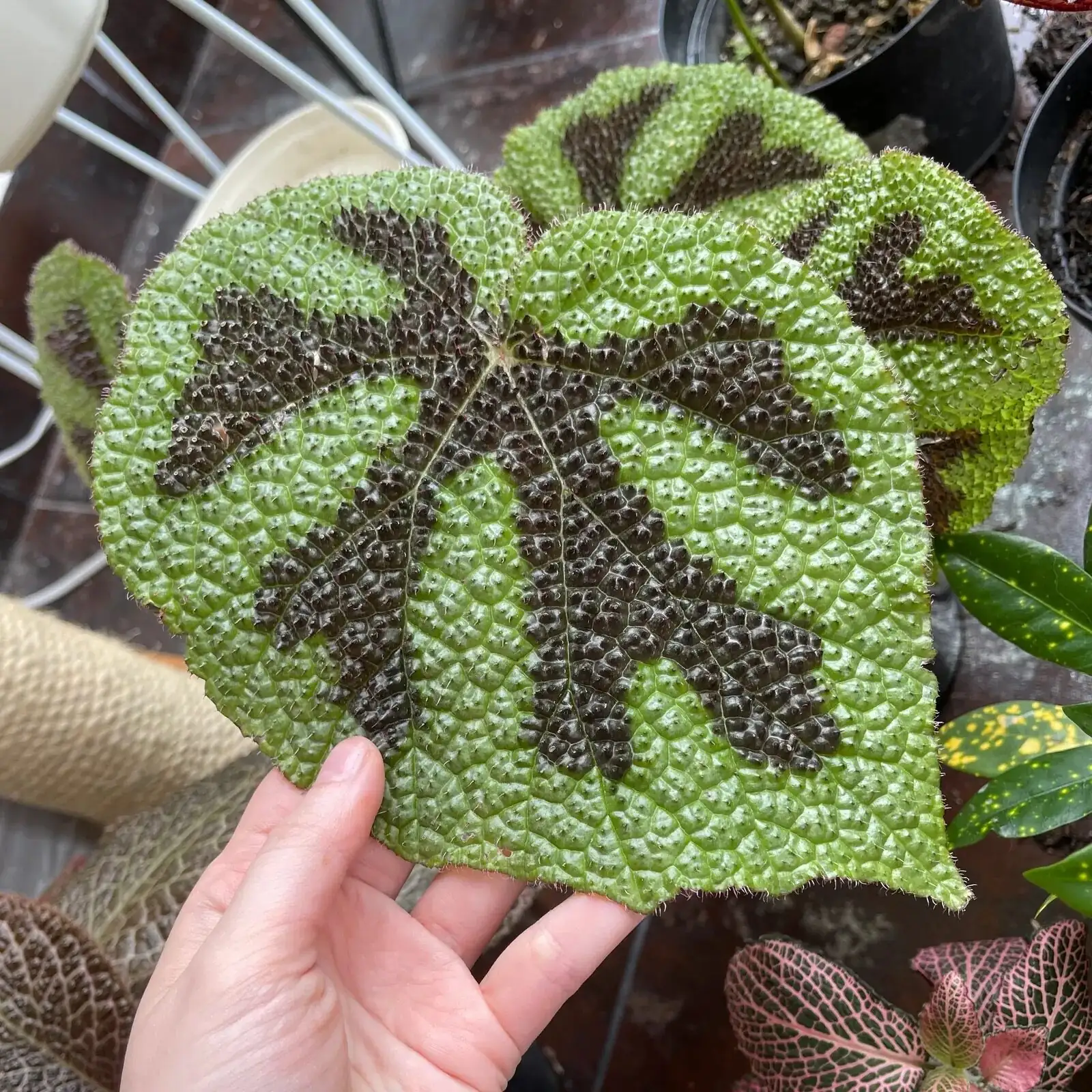 Iron Cross Begonia leaf cutting