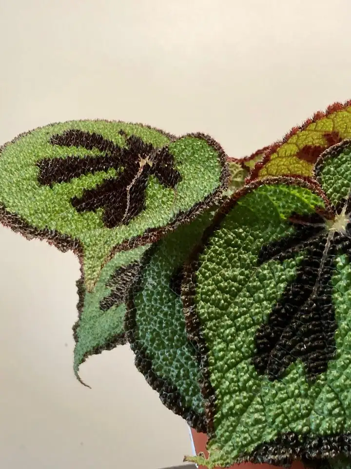 Leaf Magic: Turn a Single Iron Cross Begonia Leaf into a Mini Forest