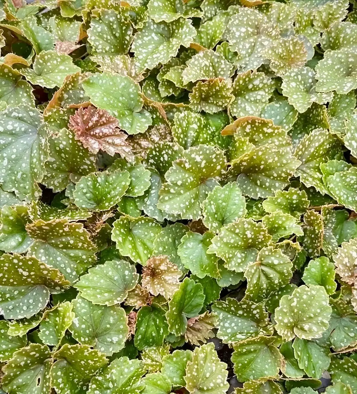 Iron Cross Begonia leaf sections perlite
