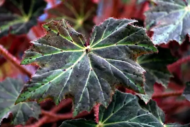 Iron Cross Begonia pinned leaf propagation
