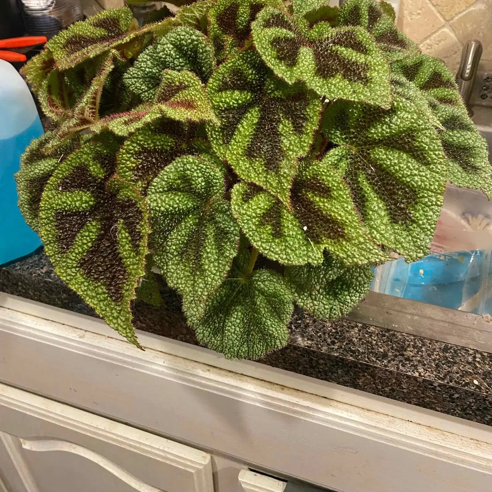iron cross begonia dappled shade garden