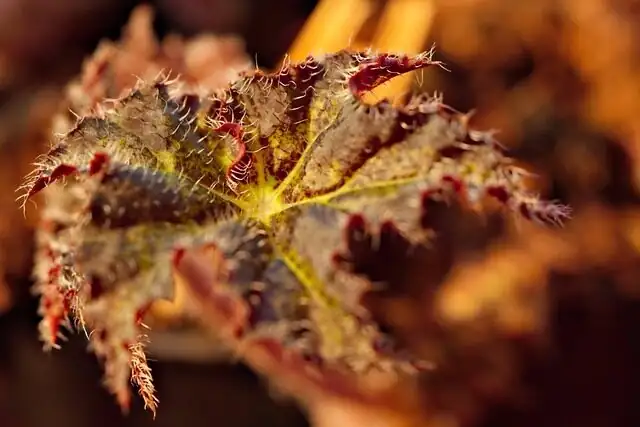 iron cross begonia leaf cuttings tray