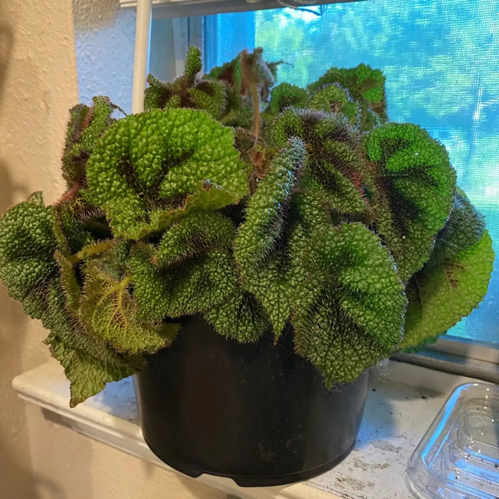 iron cross begonia on high shelf
