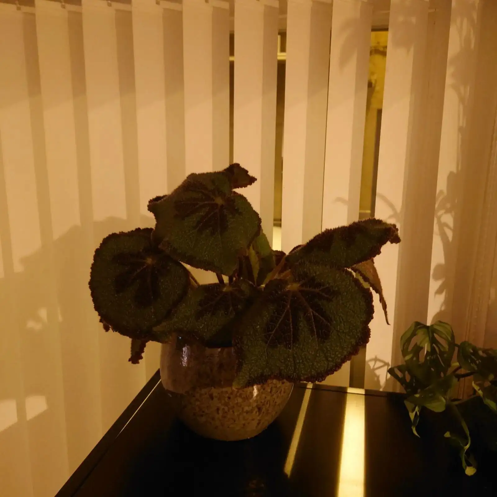 iron cross begonia bright indirect light humidifier